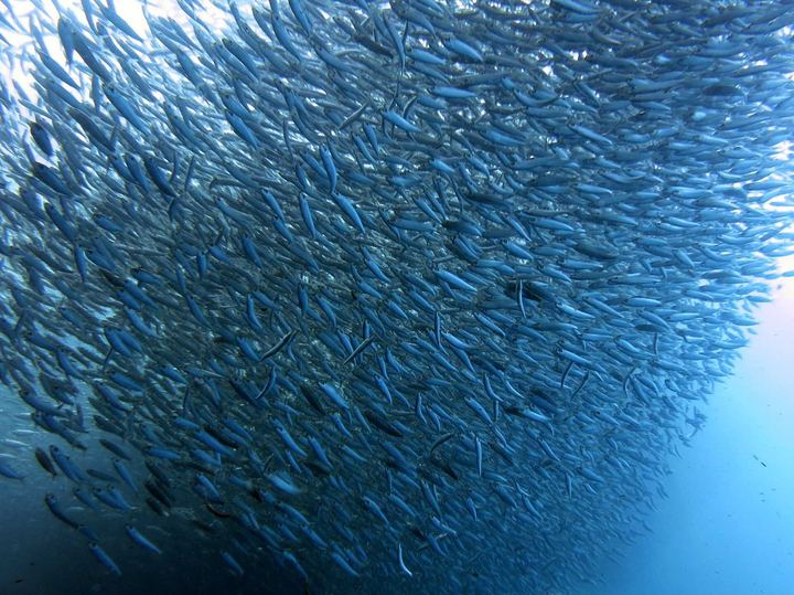 When the Sardine Run Arrives