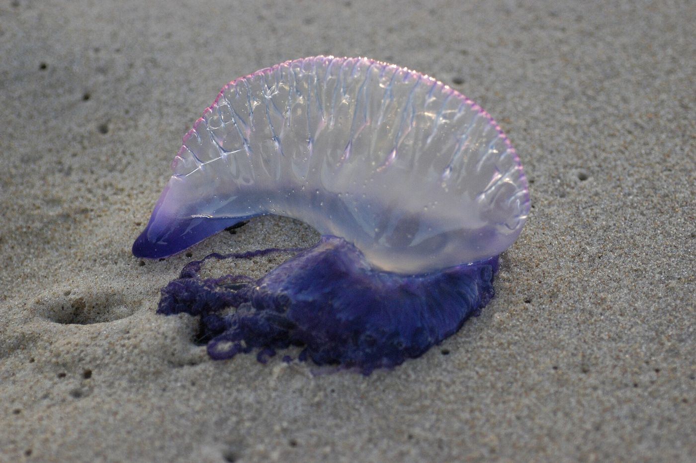 Bluebottle Sting First Aid